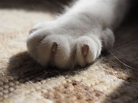 Patte de chat photo et image | nature, cat, animaux Images fotocommunity