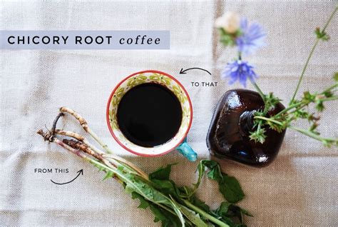 Roasted Chicory Root Coffee | Chicory coffee, Chicory root, Chicory