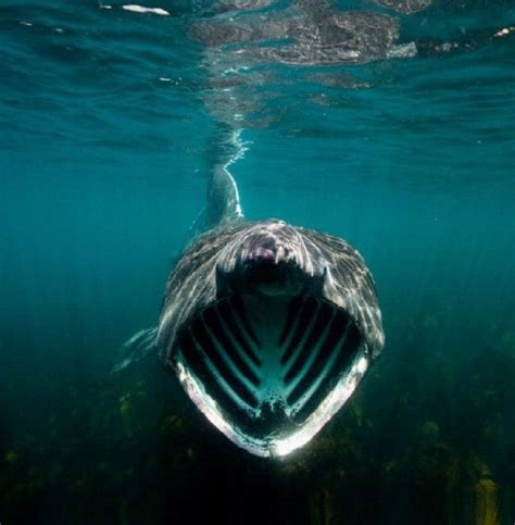 Basking shark (Cetorhinus maximus) | 怖い写真, 海の生き物, ジンベエザメ