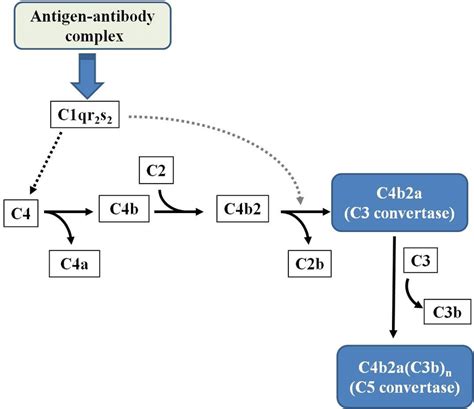 3: Classical pathway activation on the surface of immune complex ...