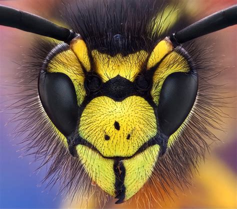 65+ Stunning Macro Photographs with tutorials in 2024 | Macro photography, Insects, Wasp insect