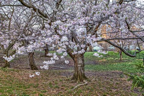 higan cherry tree – Great Plains Zen Center