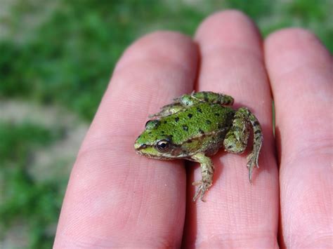 Free Images : hand, lake, summer, pond, wildlife, small, toad, reptile, amphibian, fauna, tree ...