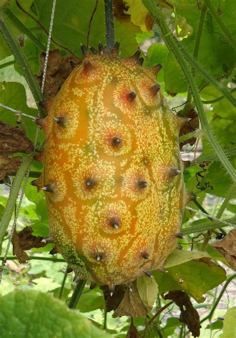 Health benefits of Horned melon (Kiwano) | HB times