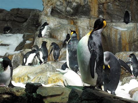 IMG 0719 - Seaworld - Penguin Encounter