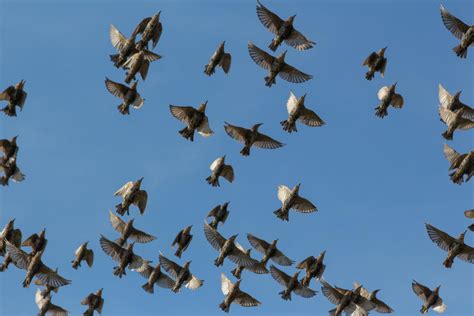 Flock of Starlings by WojciechGrzyb on DeviantArt