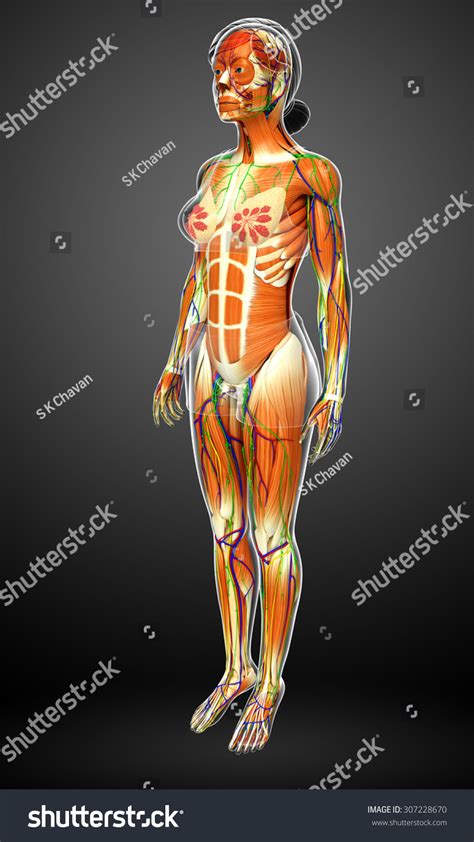 3d Rendered Illustration Of Female Muscular System - 307228670 : Shutterstock