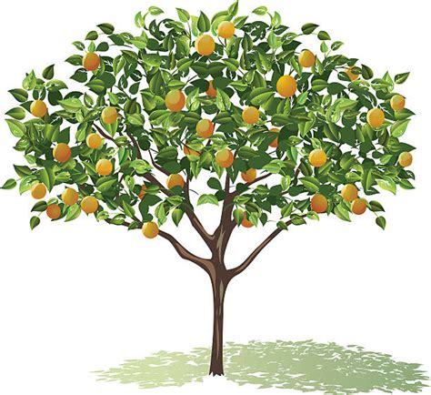 Orange Fruit Tree Clip Art