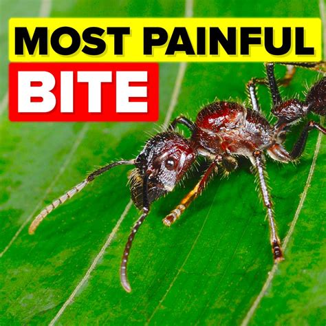 Most Painful Insect Bite A Human Can Experience - Bullet Ants | Bullet Ants bites are measured ...