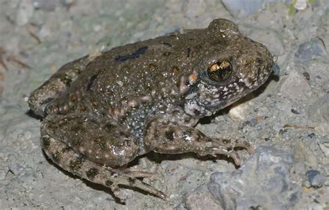 Midwife Toad | The Animal Facts | Appearance, Diet, Habitat, Behavior