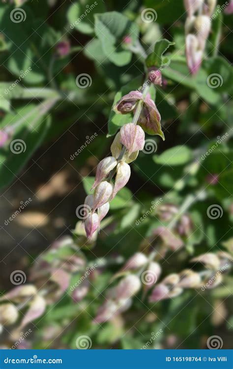 Common sage stock photo. Image of leaf, officinalis - 165198764