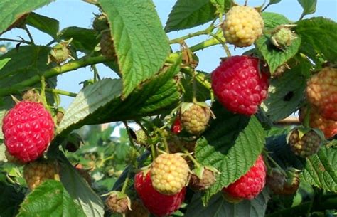 Raspberry Cultivation Information Guide | Agri Farming