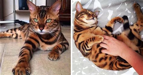 Striped Bengal Cat