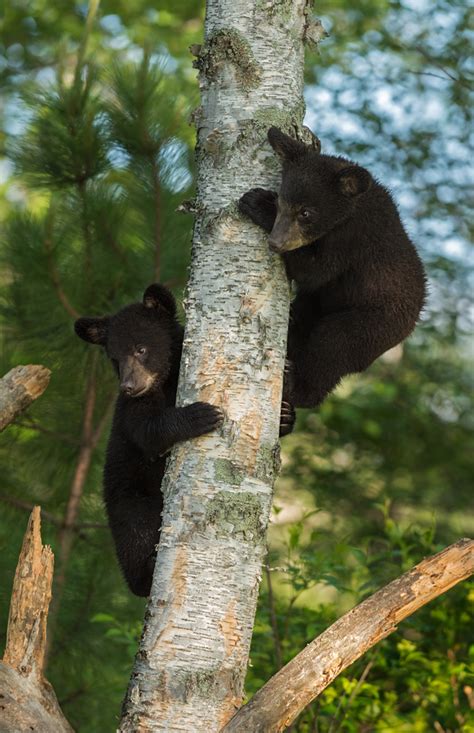 Black bear cubs climbing trees Stock Photo free download