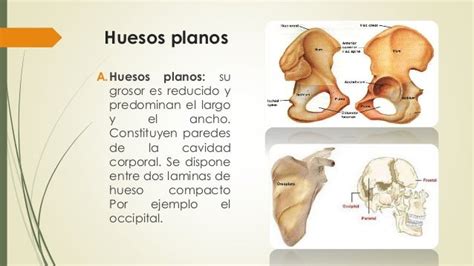 Tema 1 huesos y planos anatomicos