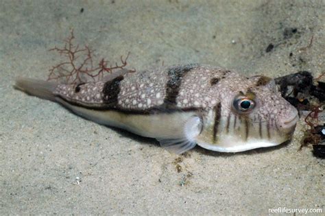 Torquigener pleurogramma - Banded toadfish | Reef Life Survey