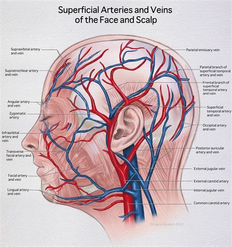 Superficial Veins and Arteries of the Scalp by Me : r/medicalillustration