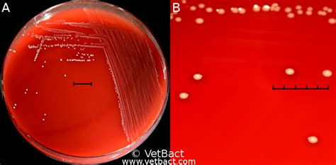 Streptococcus dysgalactiae subsp. dysgalactiae