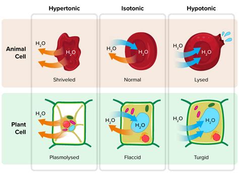 Osmosis In Animal Cells