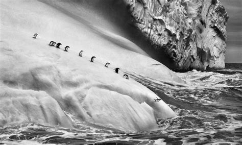 Sebastião Salgado: GENESIS | International Photography Magazine