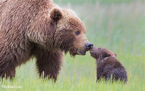 Les mamans ours et leurs petits se dévoilent en photos