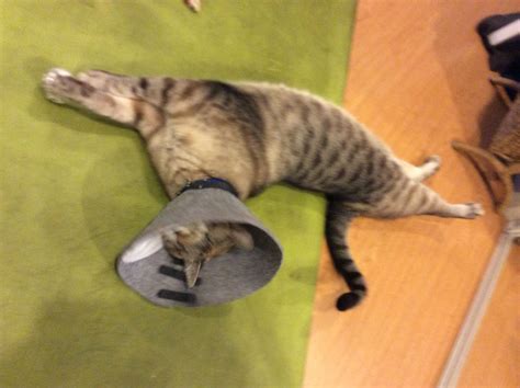 Pin by Diana Barnett on DIY PET CONE COLLAR | Diy stuffed animals, Cone collar, Cat diy