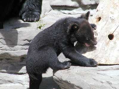 Animal Facts: Asian Black Bear