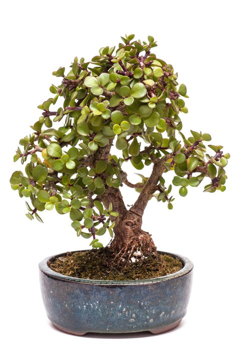 Jade Bonsai | How to Take Care of a Bonsai Tree