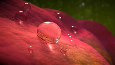 Superhydrophobic materials from nature | Feature | Chemistry World