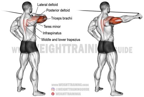 Cable rear drive exercise instructions and video | Weight Training Guide | Cable workout ...