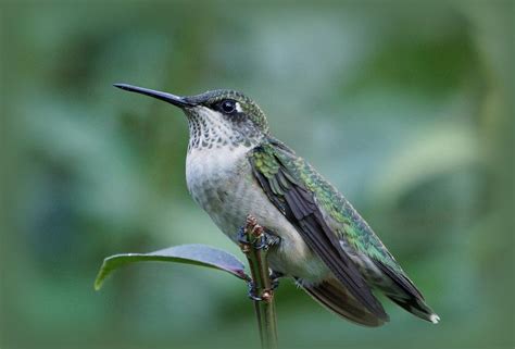 Hummingbird Close-up Photograph by Sandy Keeton - Fine Art America