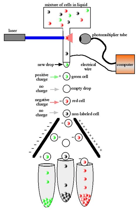 Facs Sorting Buffer Recipe | Besto Blog