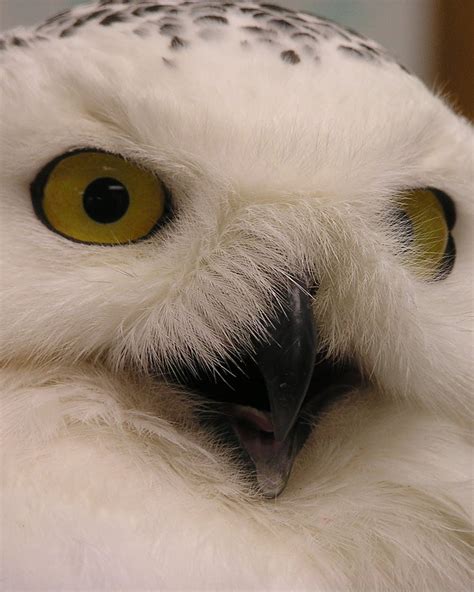 Goodinfo: Snowy Owl Eye Close Up