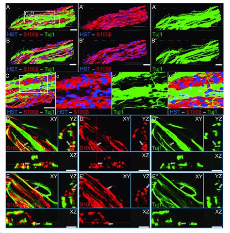 | Sensory axons extending through longitudinally-aligned Schwann cells ...