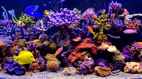 3840x2160px | free download | HD wallpaper: coral reef fish, aquarium ...