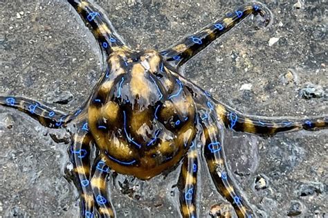 Australian man, dog have run-in with deadly blue-ringed octopus