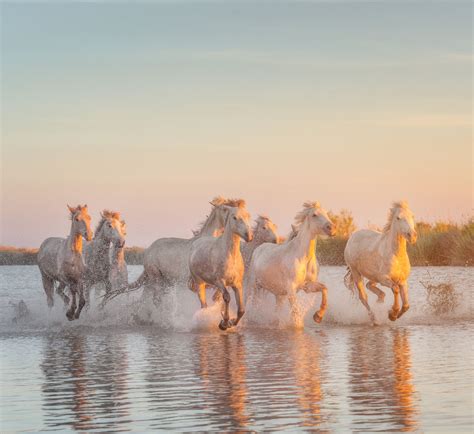 Golden horses - Famous White horses of Camargue running through the water at sunset. Camargue ...