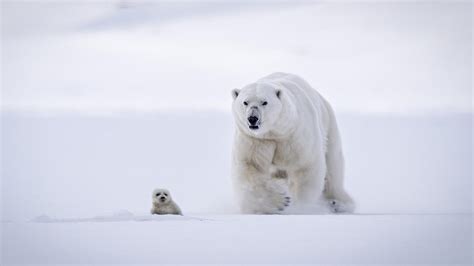 BBC One - Polar Bear and Seal Pup - The Hunt, In the Grip of the Seasons (Arctic) - Polar Predators