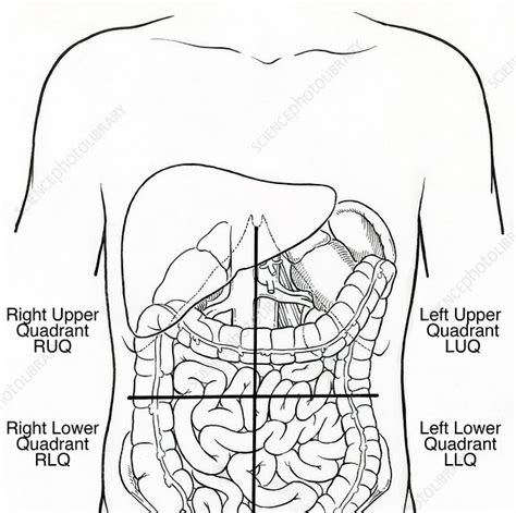 Right Upper Quadrant Diagram