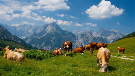 Download Animal Cow HD Wallpaper