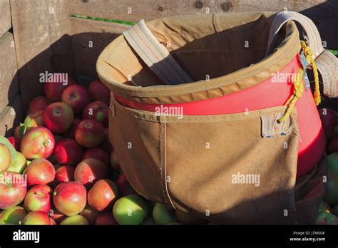 Harvest in a commercial apple orchard with picking baskets Stock Photo - Alamy