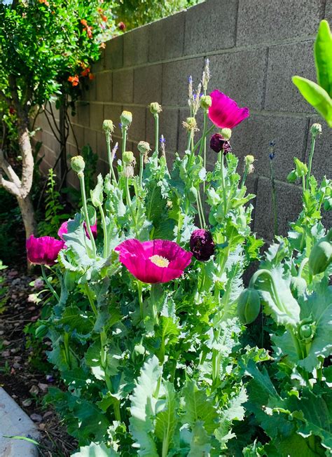 Beautiful Bright Purple Poppy Flower 120 Seeds - Etsy