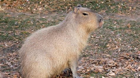 El roedor más grande: capibaras