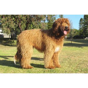 Standard Labradoodle | Trending Breeds