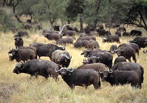 Buffalo herd, Umfolozi Game Reserve, KwaZulu-Natal, South Africa