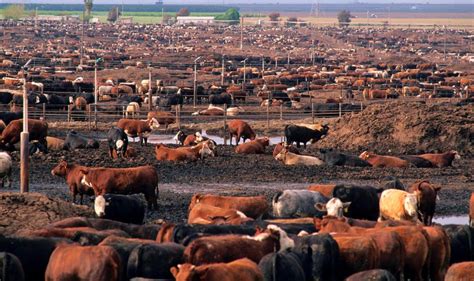 Making meat sustainable: 'Intensive' livestock farms more ecological than the 'natural ...