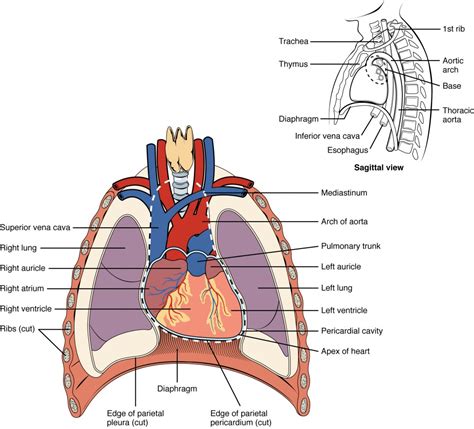 Heart Anatomy | BIO103: Human Biology