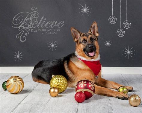 Merry Christmas!!! | German shepherd christmas cards, German shepherd ...