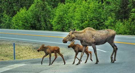 Where To See Wildlife Near Anchorage