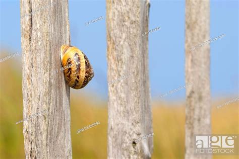 brown garden snail, brown gardensnail, common garden snail, European ...